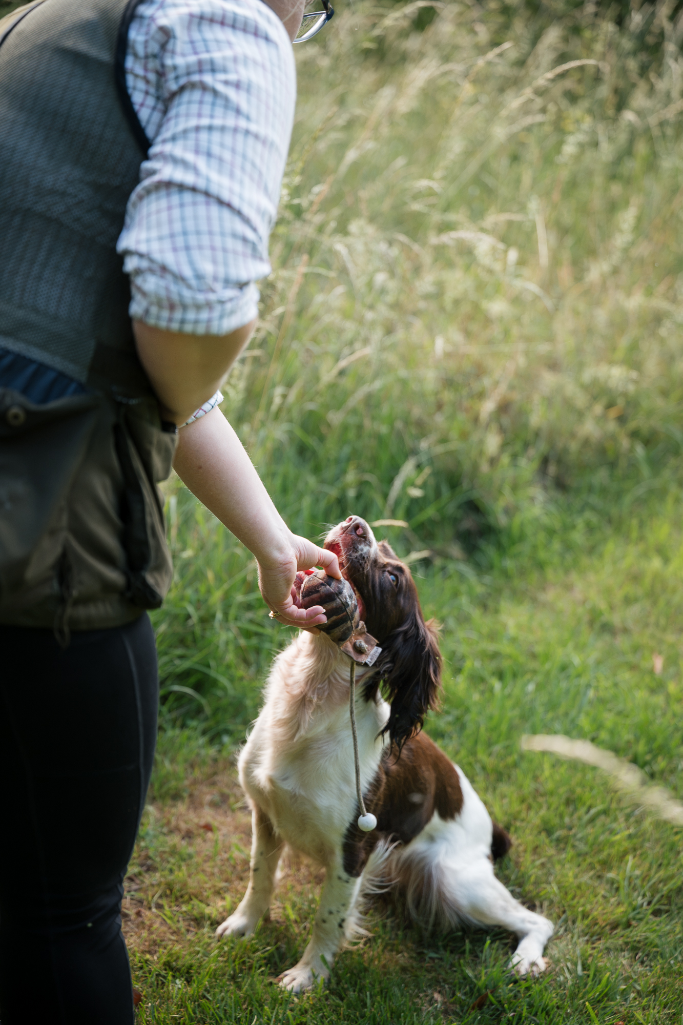 Pet gundog group classes